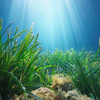 Sea Grass On Ocean Floor